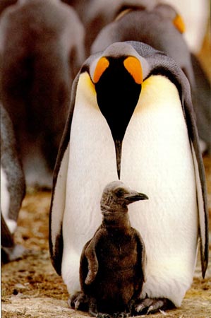 King Penguins