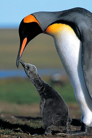 King Penguins