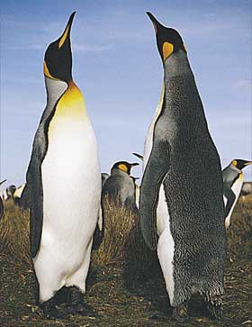 King Penguins