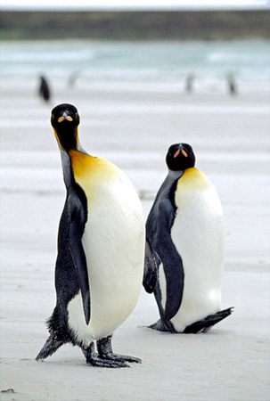 King Penguins