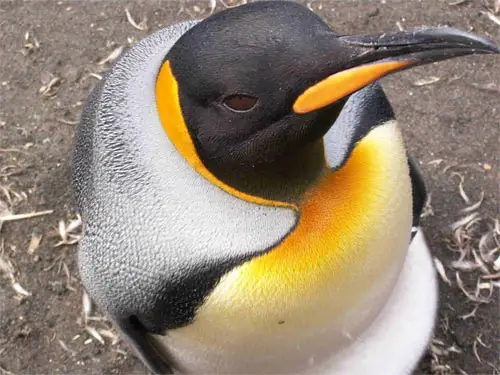 King Penguins - Funny Animals, Funny Cats, Funny Dogs, Funny Pets