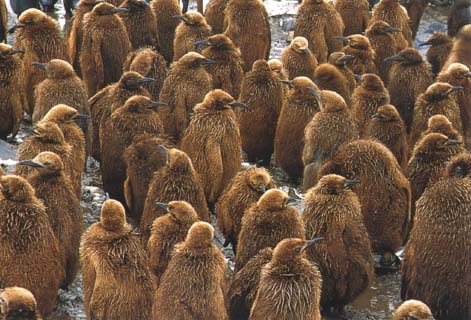 King Penguins