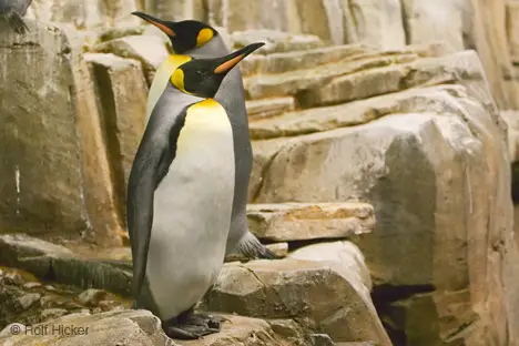 King Penguins