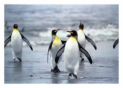 King Penguins