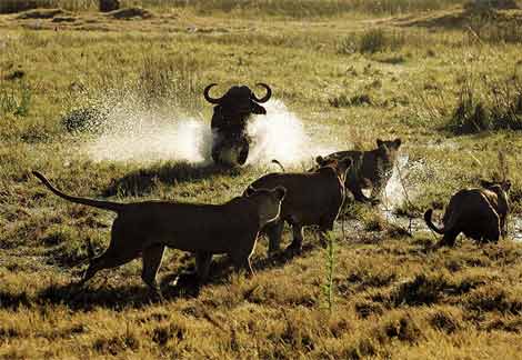 Lions Vs Buffalos