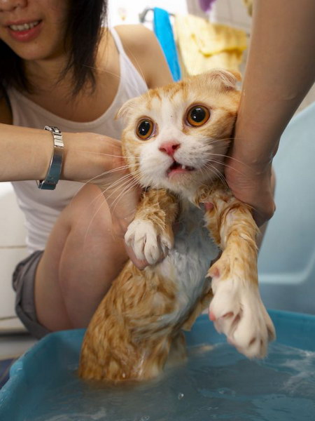 Lolcats Taking Baths