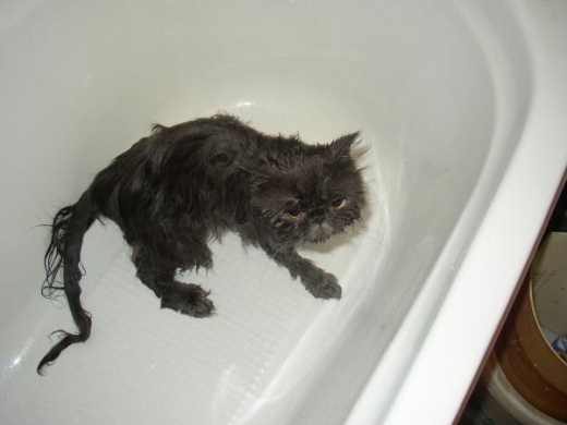 Lolcats Taking Baths