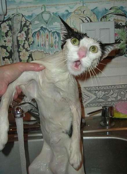 Lolcats Taking Baths