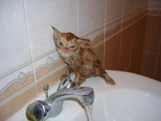 Lolcats Taking Baths