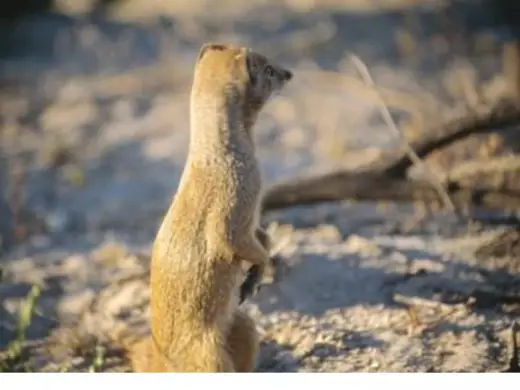 Mongoose