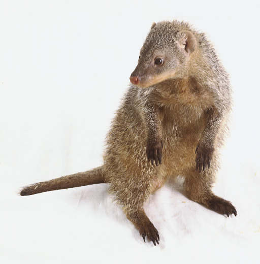 Mongoose