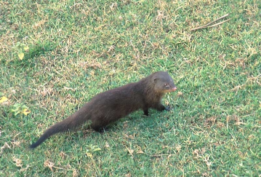 Mongoose