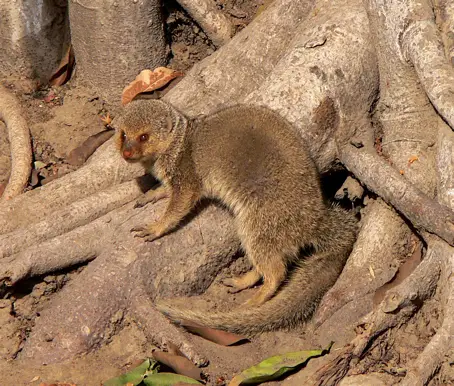 Mongoose