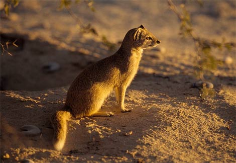 Mongoose