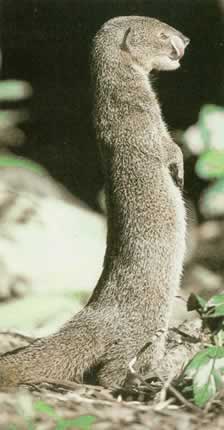 Mongoose