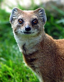 Mongoose