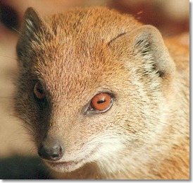 Mongoose