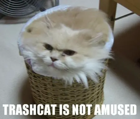 More LOLCats