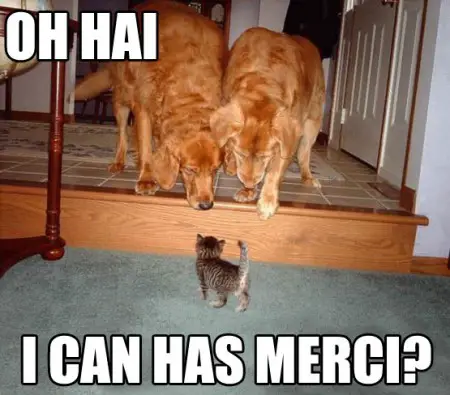 More LOLCats