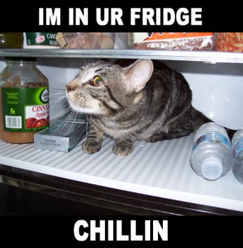 More LOLCats