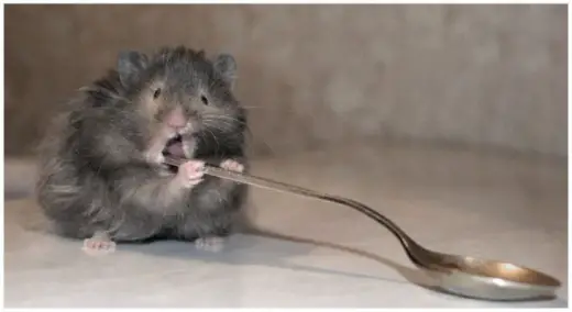 Mouse Flossing