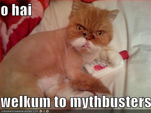 Mythbusters Cat