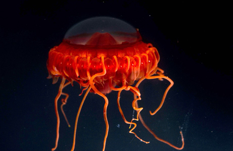 New Sea Creatures Discovered