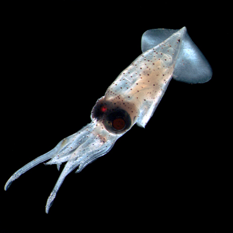 New Sea Creatures Discovered