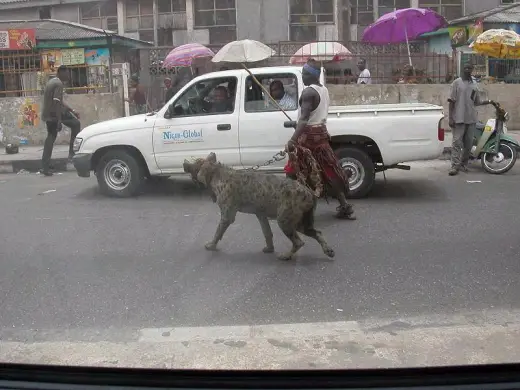 Walking Your Dog in Nigeria