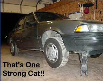 One Strong Cat