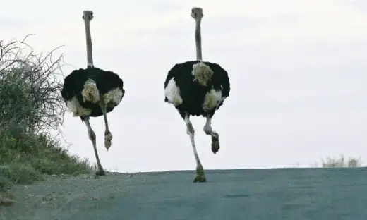 Ostriches Running