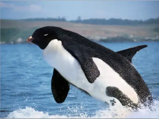 Pengwhale