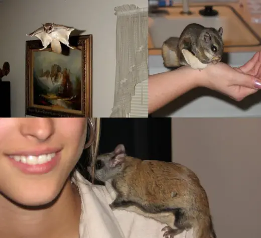 Pet Flying Squirrel