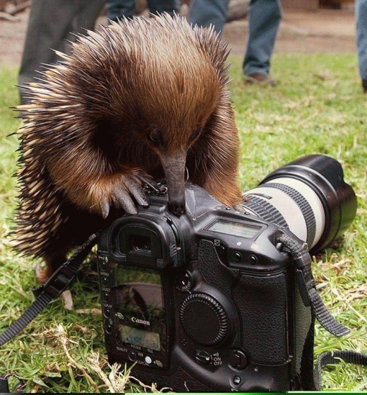 Photography Echidna