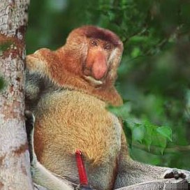 Proboscis Monkey