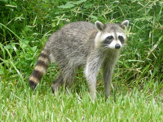 Raccoons