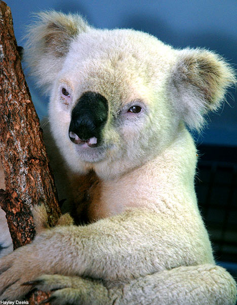 Rare White Koala