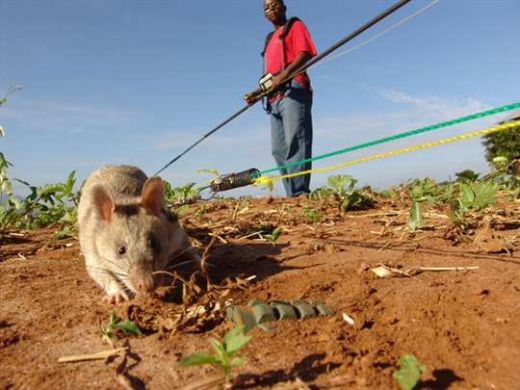 Rat Mine Sweepers