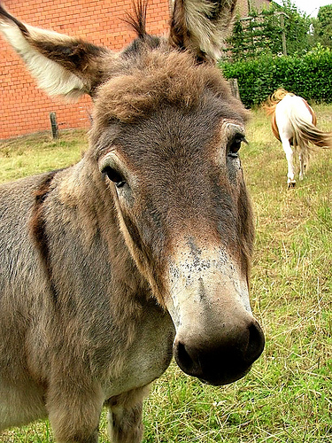 Seductive Donkey