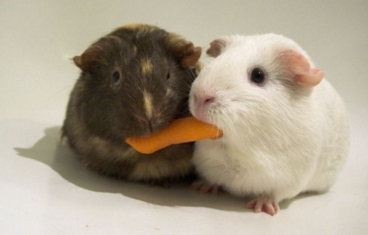 Sharing A Carrot