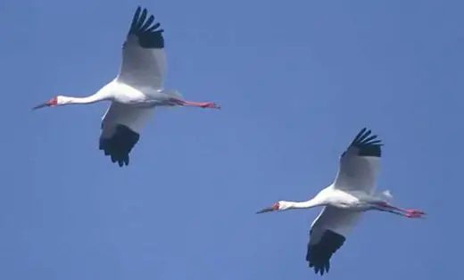 Siberian Crane