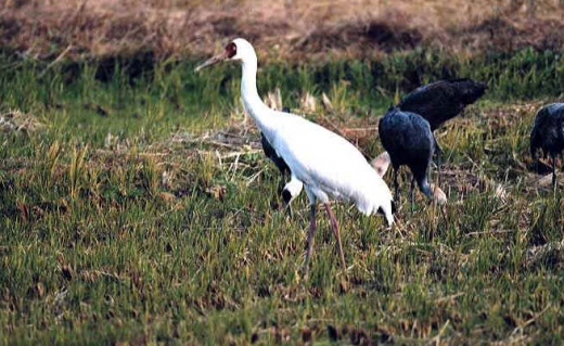 Siberian Crane