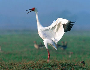 Siberian Crane