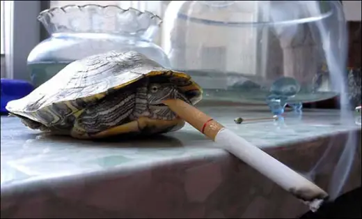 Smoking Tortoise