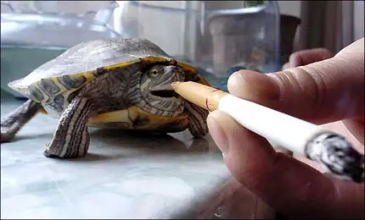 Smoking Tortoise