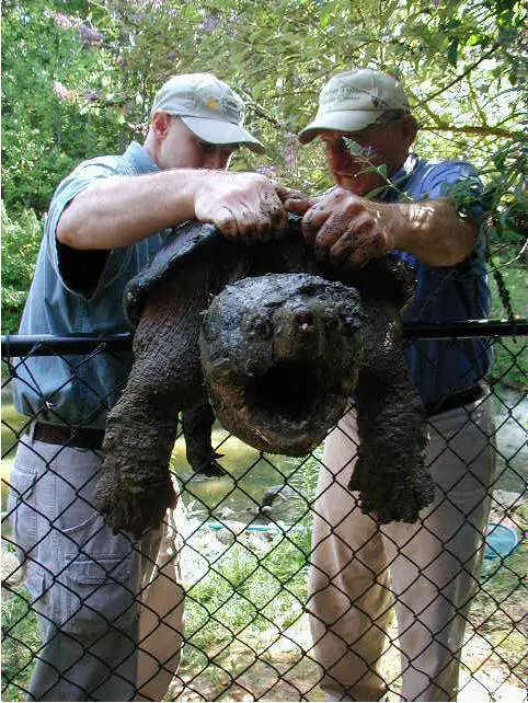 Snapping Turtle