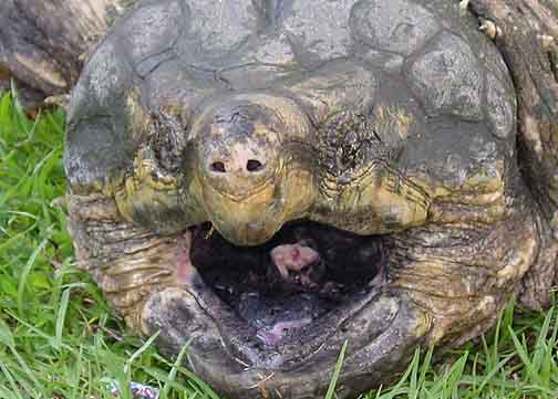 Snapping Turtle - Funny Animals, Funny Cats, Funny Dogs, Funny Pets