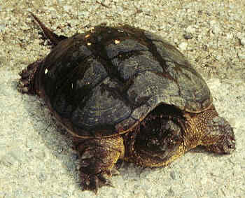 Snapping Turtle