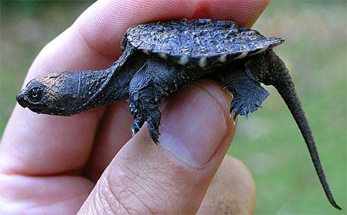 Snapping Turtle