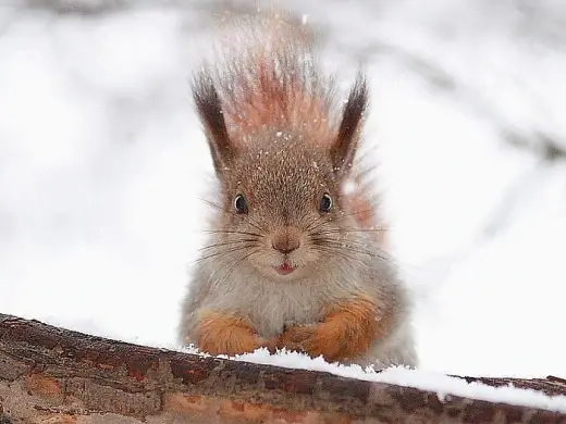 Squirrel In Snow